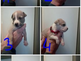 American Staffordshire Terrier Welpen