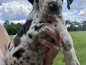 🐾 WUNDERSCHÖNE DEUTSCHE DOGGEN-WELPEN – LIEBEVOLLES ZUHAUSE GESUCHT 🐾