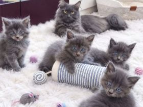 Main Coon kitten