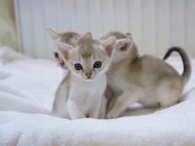 Singapura Kitten zu verkaufen