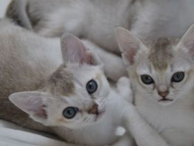 Singapura Kitten reinrassig zu verkaufen