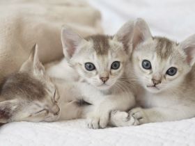 Singapura Kitten reinrassig in liebevolle Hände zu verkaufen