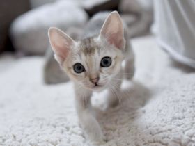 Singapura Kitten reinrassig mit sehr guten Stammbaumin liebevolle Hände zu verkaufen