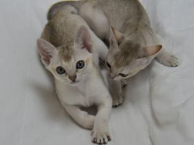 Singapura Kitten reinrassig mit sehr guten Stammbaumin liebevolle Hände zu verkaufen