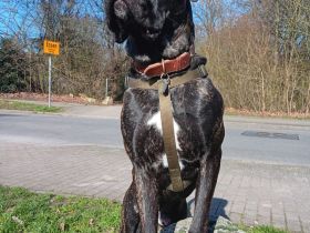 Cane Corso