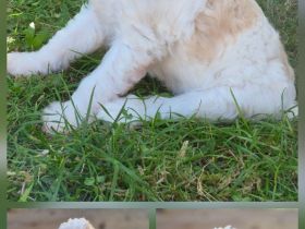 Cavapoo x Zwergpudelwelpen