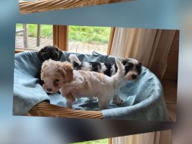 Cavapoo x Zwergpudelwelpen