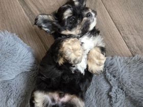 Bolonka