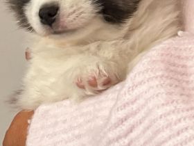Zwergspitz mix Welpen
