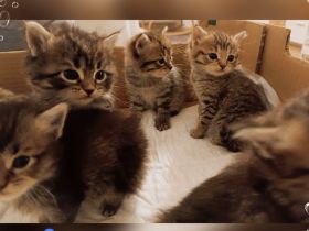 🐾 7 wunderschöne BKH-Kitten suchen ihr Zuhause