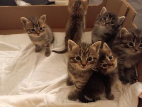 🐾 7 wunderschöne BKH-Kitten suchen ihr Zuhause ❤️