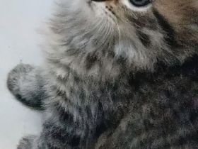 🐾 Süße BKH-Kitten – Kurzhaar & Langhaar – geboren am 30.07.2026 🐾