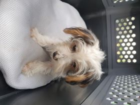 Yorkshire terrier welpen
