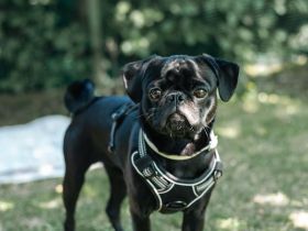 🐾 Deckrüde Oscar – unser „Mr. Happy“ sucht passende Damen