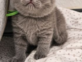 Schöne akräftige Bkh Kitten suchen liebevolles Zuhause
