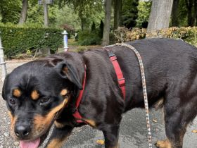 Reinrassige Rottweiler Hündin Emmi (mit Ahnentafel)
