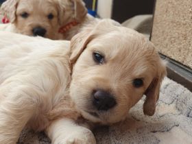 Golden Retriever Welpen