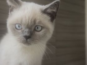 BKH kater