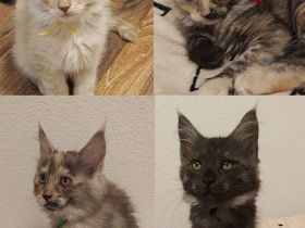 4 Maine Coon Katzens