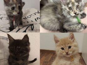 4 Maine Coon Katzens