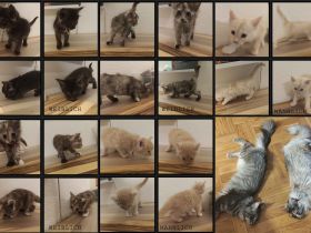 6 Maine Coon Katzens