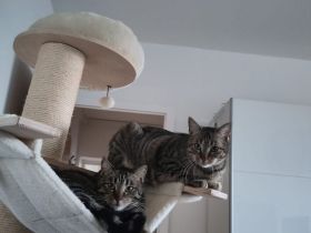 Vermittlung von 2 Katzen in Halle und Umgebung