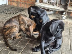 Weimaraner Dobermann Mischlinglingswelpen