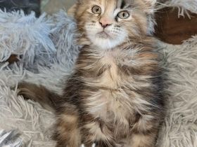 zuckersüße typvolle Maine Coon Kitten
