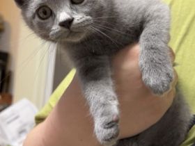 3 süße weibliche Kitten suchen ein neues Zuhause