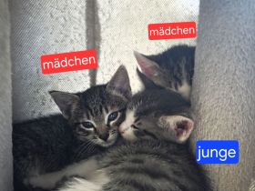 Abgabebereite bkh mix kätzchen