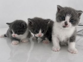 Liebevolle Katzenbabys suchen ein Zuhause 🐾