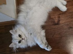 Perserkätzchen Perserkitten