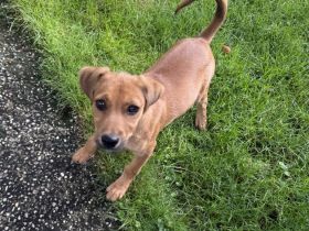 Dackel Pinscher Mix Ida