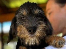 Gina, ein kleines Hundekind, das die Welt entdecken möchte, 5M, 30cm