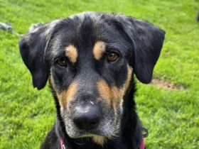 Stella, unglaublich liebe und menschenbezogene Hündin sucht liebevolles Zuhause, 6J, 55cm