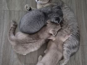 Britische Kurzhaar Kitten