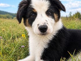 Reinrassige Border Collie Hündin sucht noch zu Hause
