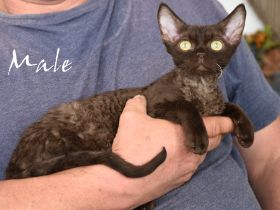 Devon Rex Kitten reinrassig,  mit  langen Tasthaaren und dichten Fell .