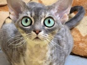 Devon Rex Kitten reinrassig,  mit  langen Tasthaaren und dichten Fell .
