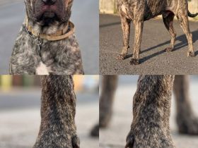 Apollo sucht sein Glück 🍀
