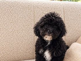 Maltipoo-Welpen: 4 Rüden suchen liebevolles Zuhause