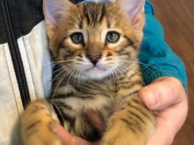 Exklusive Toyger Kätzchen Kitten abzugeben mit Stammbaum