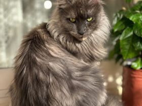 Maine Coon Katze,Unkastriert,5 Jahre