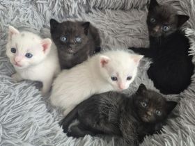 4 wunderschöne Kätzchen Türkisch Angora x Bengal x BKH suchen neues Zuhause