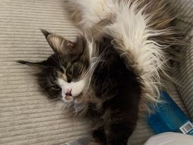 Maine Coon Geschwister paar zu verkaufen