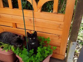 Kleiner Kater sucht...