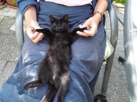 Kleiner Kater sucht...