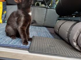Kleiner Kater sucht...
