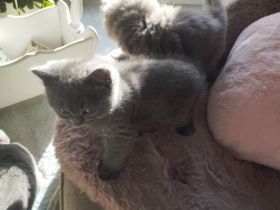 Britisch-Kurzhaar-Kitten