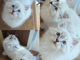 Reinrassige Neva Masquerade Kitten mit blauen Augen